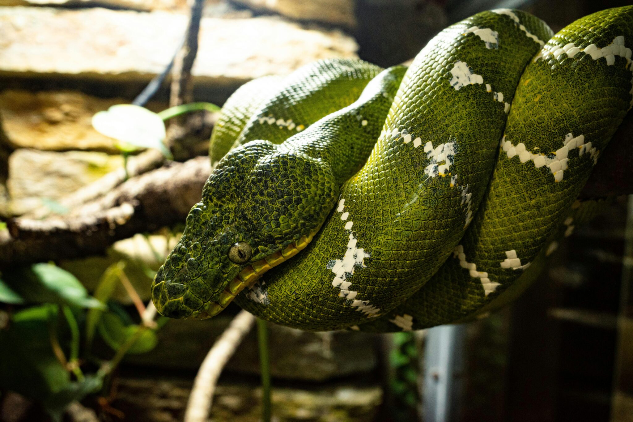 Python Snake: The Silent Predator of the Wild - EvePaper