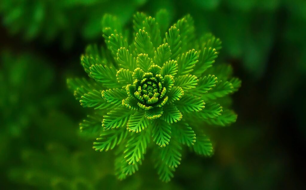 Close-up of a green plant symbolizing nature, sustainability, and the eco-friendly values promoted through eco-labels and environmental certifications.