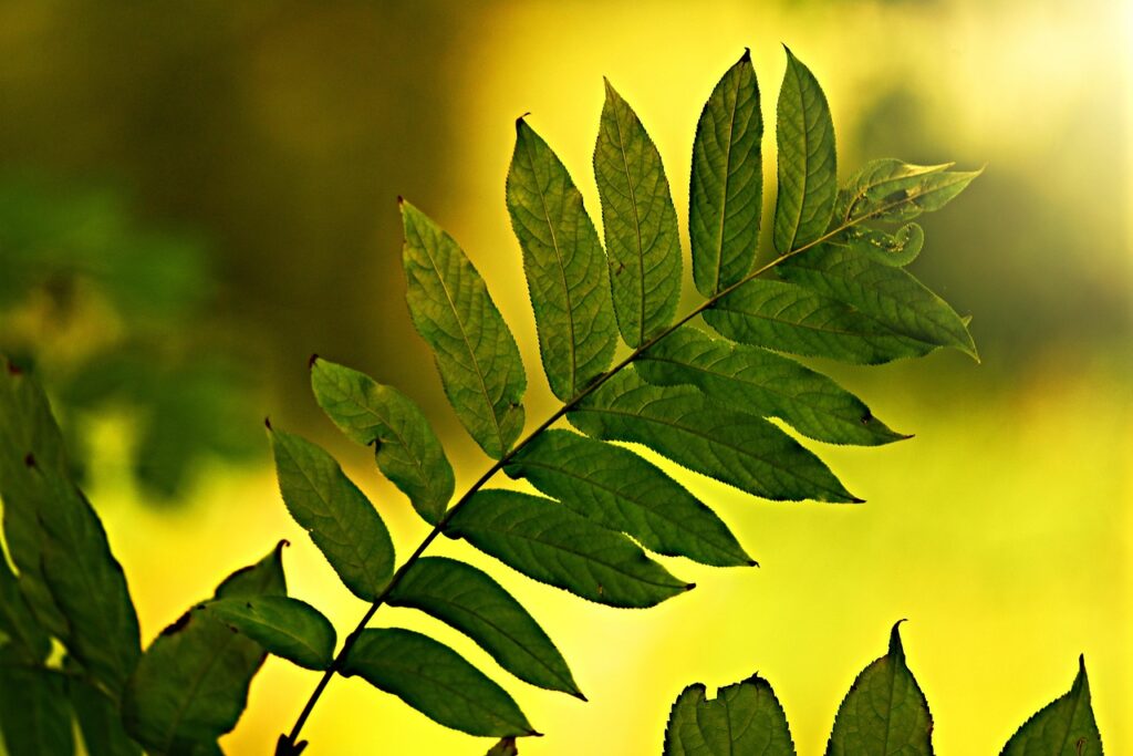 Green leaf branch symbolizing nature, sustainability, and the environmental values behind certifications and eco-labels in ethical marketing.